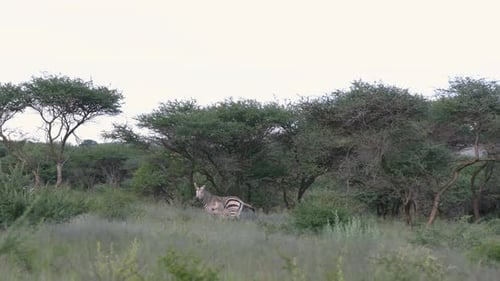 zebra with baby in the wilderness