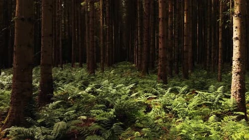 Drone flying forward through sunny pine forest above the ferns