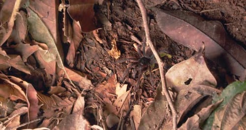 Tracking back shot from a Chicken spider sitting between dried leaves on the Peruvian forest floor