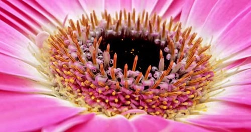 Pink Gerbera Flower Close up