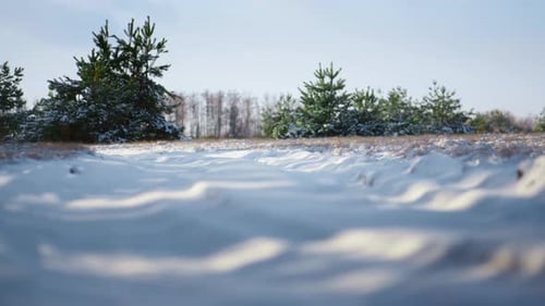 Snowy Path Through Evergreen Trees on Sunny Day
