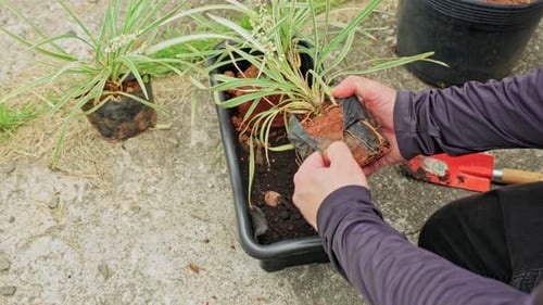 Person removing plastic pot from a green plant for repotting