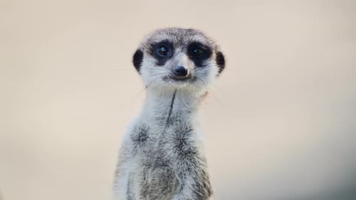 Erdmännchen schaut sich aufmerksam um, während es in der Ebene Wache hält