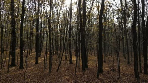 Sunny Day in a Forest in Autumn 42