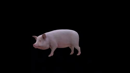 Realistic 3D Animated Pig Walking and Sniffing on Alpha Channel