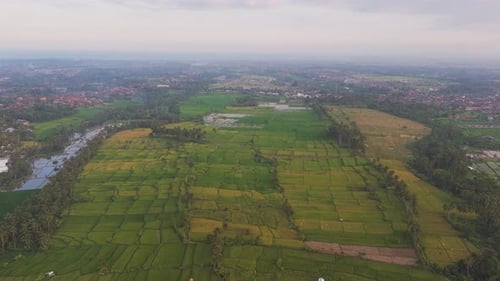 Lush Green Rice Fields with Scattered Trees and Water Channels in Lombok