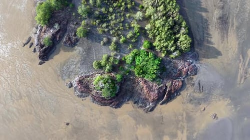 Aerial view of mangroves on muddy coast