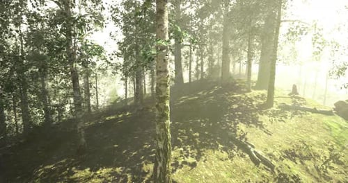 Sunlight Filtering Through Trees in a Serene Forest Landscape