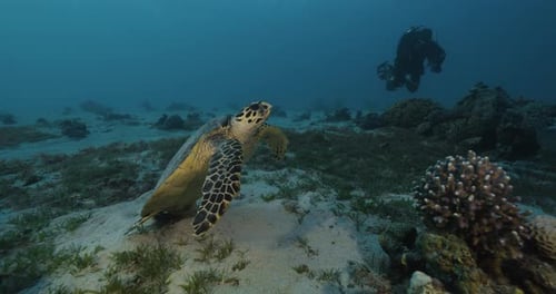 Hawksbill sea turtle.