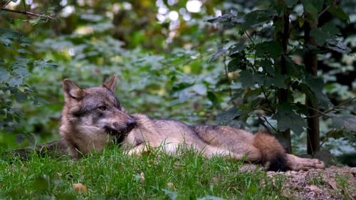 Wolf Resting on Forest Floor Among Green Foliage