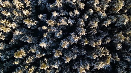 Aerial view of a frozen pine tree forest with snow covered trees in winter. Flight above winter fore
