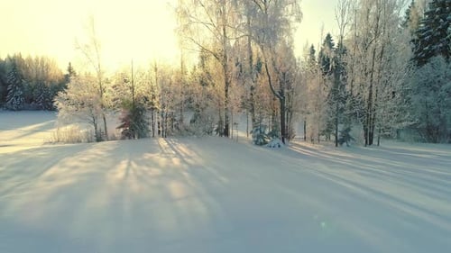 Winter Wonderland: Sunlight on Snowy Trees