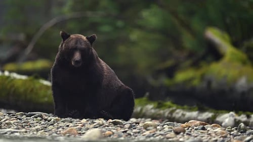 Grizzly Bear Exploring Stream in British Columbia