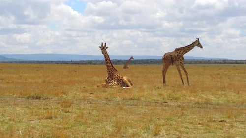 Giraffes Resting in Open Field Under Cloudy Sky