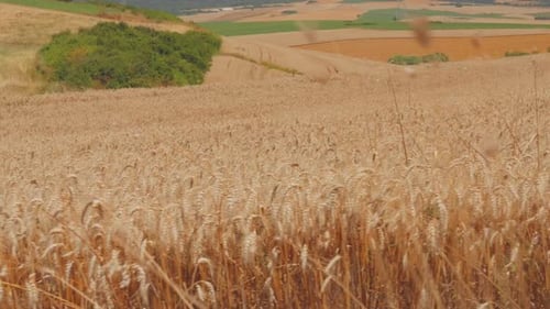 Field of Wheat
