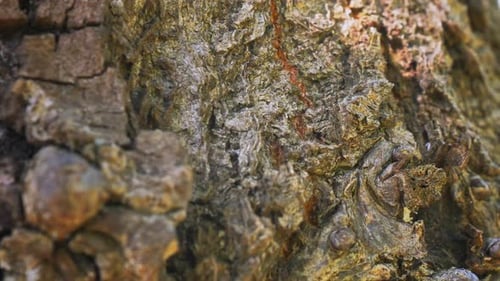 Close Up View of Textured Tree Bark
