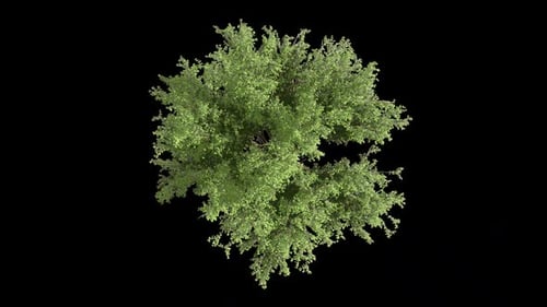 Sunny Tree Top View On Alpha