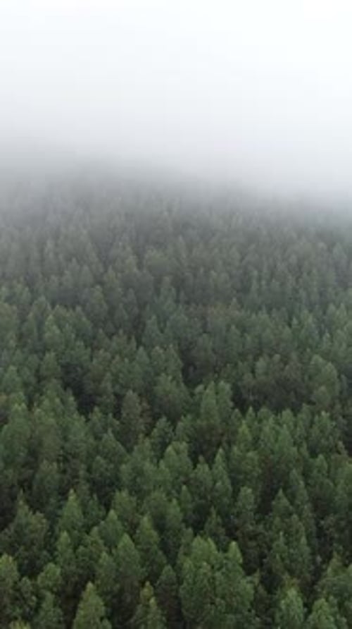 Vertical Video of Foggy Forest