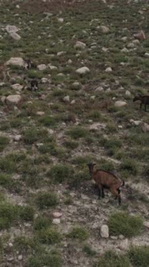 Vertical Video of Goats in the Mountains of Geres Portugal Aerial View