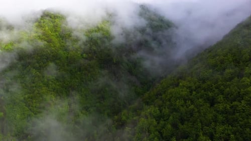 Aerial: misty mountainside forest, low cloud fog over trees