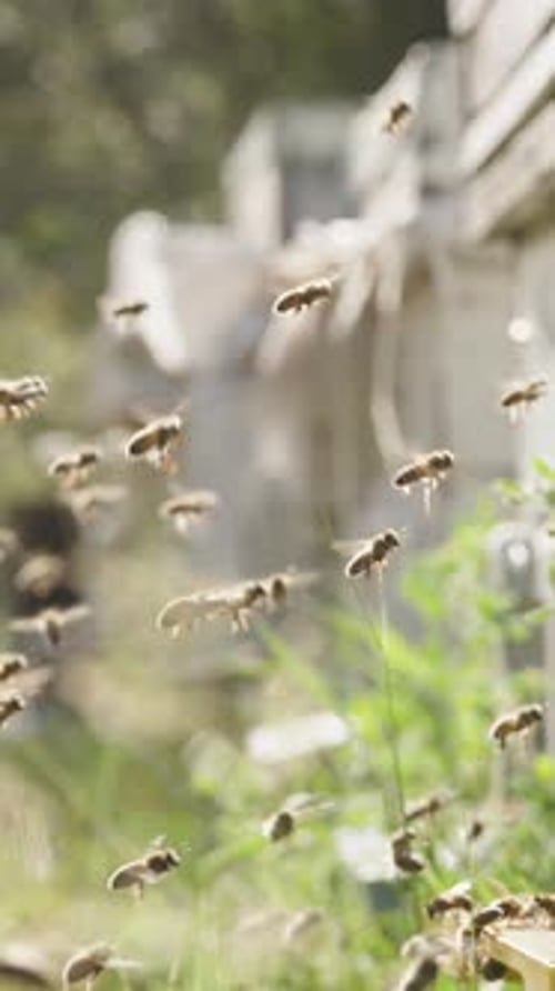 Vertical video. Panoramic view of numerous bees in the forest at the apiary with hives lined up.