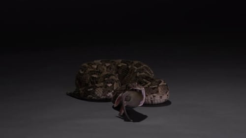 Puff Adder Snake Consuming a Rodent