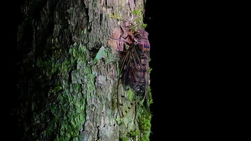 Close Up of Cicada on Mossy Tree