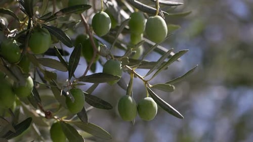 Olive Tree 71