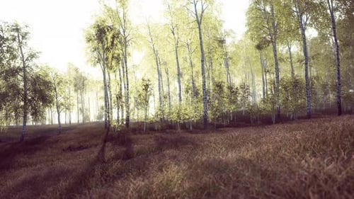 Birch Grove on a Sunny Summer Day Landscape