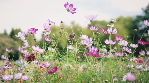 Vibrant Flowers Flourish in a Sunny Meadow Showcasing Shades of Pink Against Lush Greenery A Perfect