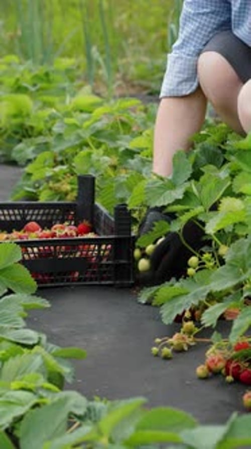 Vertical Screen Female Farmer Picking Strawberries on Farm