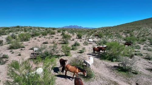 Aerial view of horses at Butcher Jones Beach, United States.