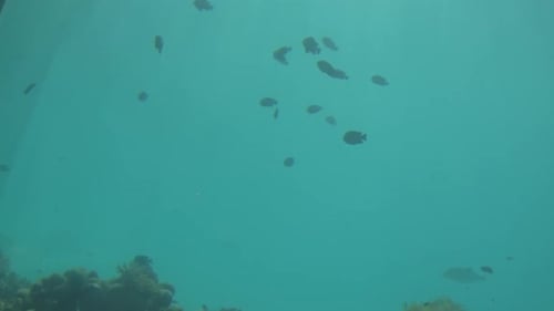 Die Fische schwimmen in einem Unterwasserrestaurant über dem Glas den Sonnenstrahlen entgegen. Voll HD