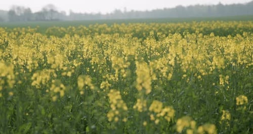 Field Filled with Yellow Coleseed Canola Plants, Sunny Day. Handheld.