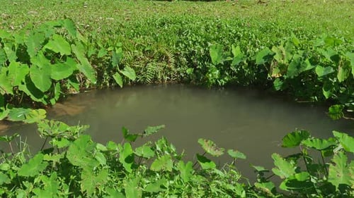 Ruhiger Naturteich in üppigem grünem Wald, umgeben von lebendigem
