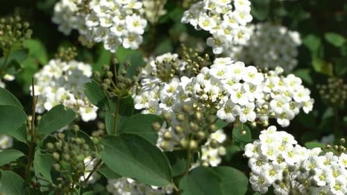 Spirea Plant White Flowers on a Green Bush in the Garden Petals and Leaves Natural Floral Background