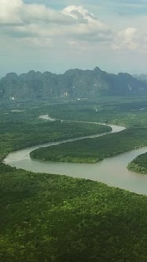 Mangrove Tree Forest in Thailand