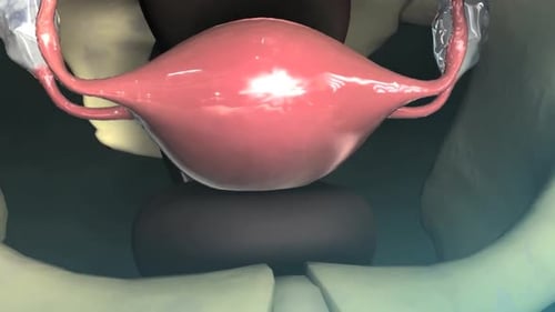 Anatomical 3D Animation of Ovarian Cycle and Egg Journey