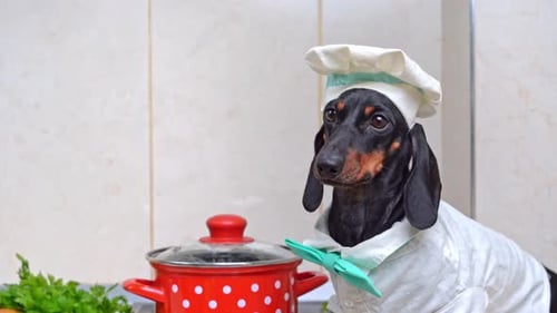 Dachshund Chef in Kitchen with Pot and Herbs