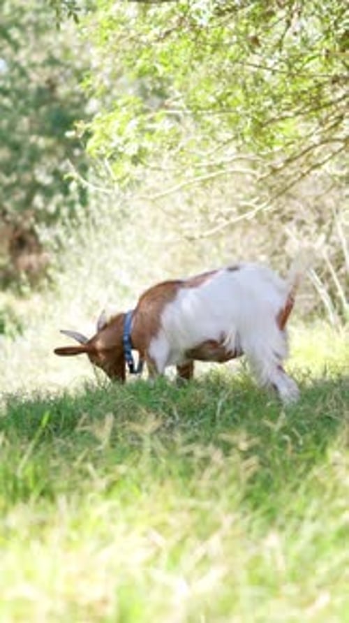 Cute Brown and White Goat Grazing on a Green Meadow