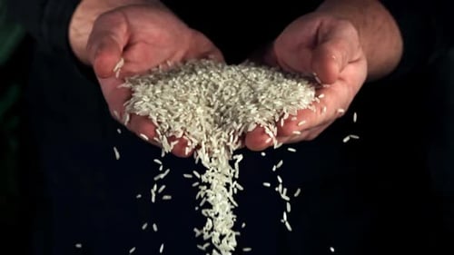 Hands Holding Grains of Rice Falling