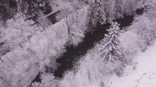 Snowy White Trees By the Road and Stream Aerial Shot From Drone Passing Car on the Road