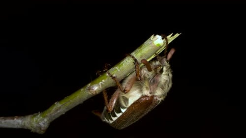close up shot of a female cockchafer hanging from a broken twig of an oak tree