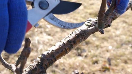 296p. Garden care. Pruning of fruit trees. The profession of a gardener.
