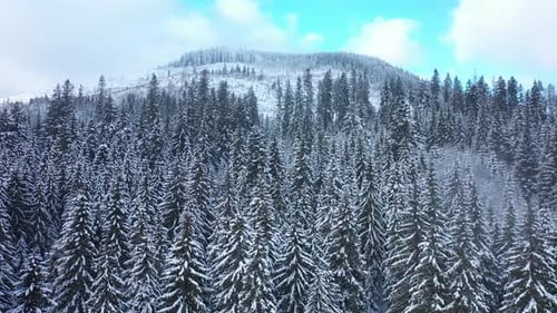 Luftaufnahme in Zeitlupe entlang eines wunderschönen verschneiten Winterbergwaldes.