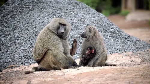 Baboon Family Cuddling in Wild Landscape
