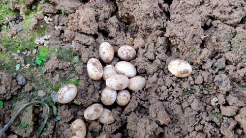 Cluster of Reptile Eggs on the Damp Earth