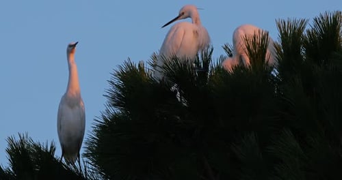 Grey heron; Ardea cinerea and Little egrets (Egretta garzetta). the Camargue. Southern France