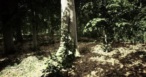 Shadows Dance on the Forest Floor As Sunlight Filters Through Tall Trees