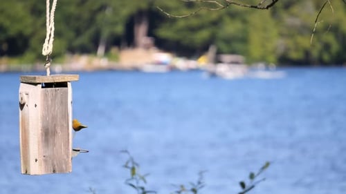 Tiny Bird Perched on Feeder by Lake